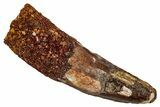 Fossil Spinosaurus Tooth - Real Dinosaur Tooth #344860-1